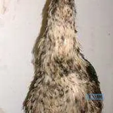 Congorama