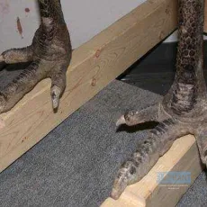 Congorama