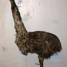 Congorama