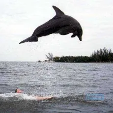 La grenouille et la baleine