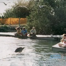 La grenouille et la baleine