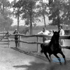 Fierro... l'été des secrets