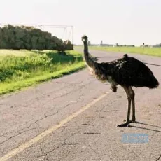 Congorama