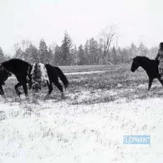 Les maudits sauvages ou L'eau de vie et de mort