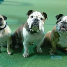 Daniel et les superdogs