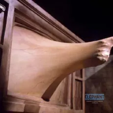Videodrome