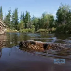 La rivière aux castors: les aventures de Mèche Blanche