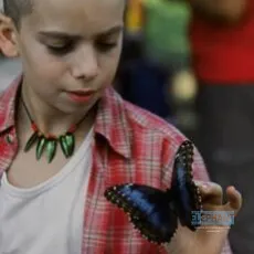 The Blue Butterfly