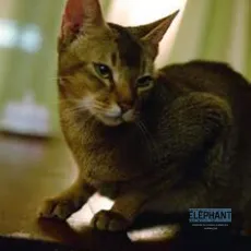 Dans l'oeil du chat
