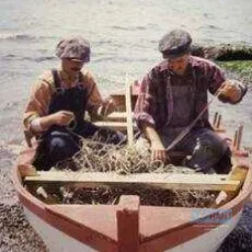 Les fous de Bassan