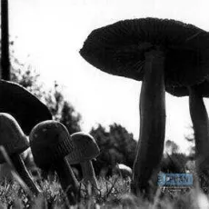 Amanita Pestilens
