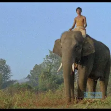 Hathi