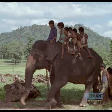 Hathi