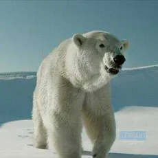 Two Lovers and a Bear