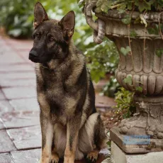 Chien blanc