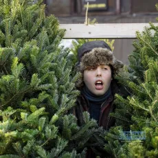Sapin$